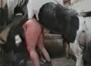 Horse railing a chick