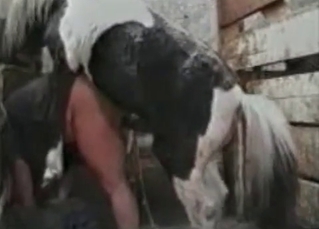 Horse railing a chick
