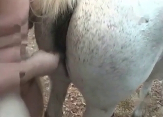 White horse fucking a chubby girl