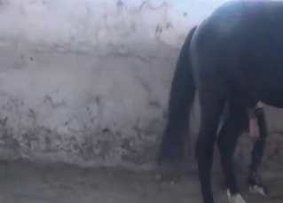 Cute horny slut and a horse