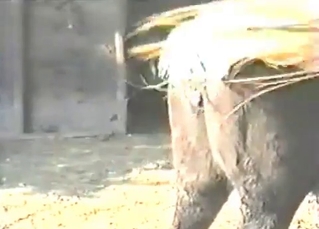 Farm animals fucking with passion