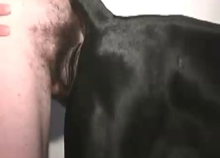 Dude fucking animals on cam