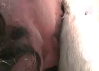 Redhead fucking a cute horse