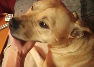 Sensual fucking with a dog
