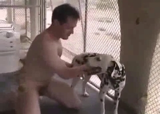 Cheerful Dalmatian fucks hard