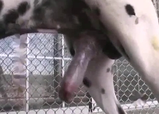 Cheerful Dalmatian fucks hard