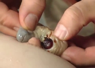 Filthy action with maggots and bugs