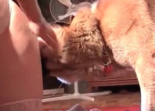 Impressive bestiality sex with close-ups
