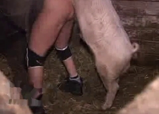 Fat ass farmer pounded by a pig