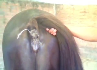 Good-looking zoo porn scene with a beast