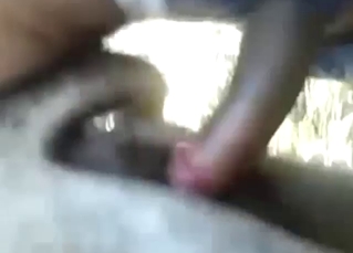 POV bestiality sex with a mare that takes it
