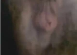 Zoo porn shows a gifted PIG FUCKER doing it