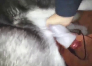 Young dog gets its dick milked in a POV vid