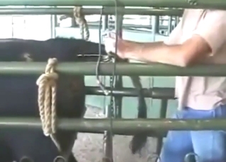 Bull gets his fresh seed collected for fun