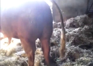 Bull has a nice-looking cock, ready for foreplay