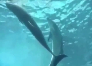 Dolphin porn showing wet underwater fucking