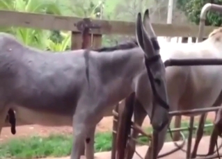 Donkey fuck with two beasts that want orgasms