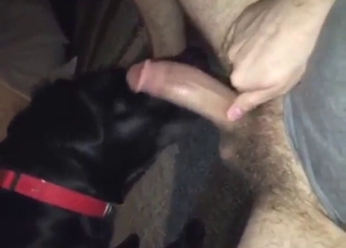 Close-up zoo sex with a hairy ass dude and his dog