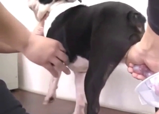 Fun bestiality porn with mutt cock getting drained