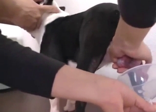 Fun bestiality porn with mutt cock getting drained