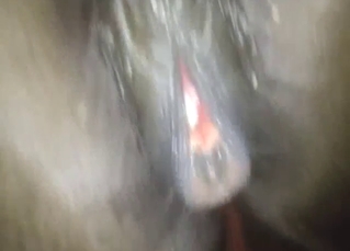 Female horse zoo XXX banging session in POV