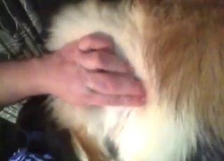 Latest zoo XXX shows a guy fingering that doggo