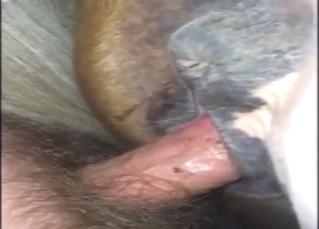 That mare deserves creampie in cute zoo porn