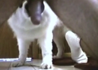 Hairy zoophile wants a dog to keep his aroused