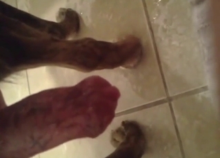 Hot zoophile jerking off a sexy dog for the cam