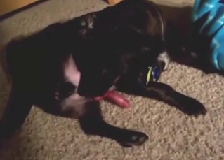 Hot zoophile scene with a dog licking its own dick