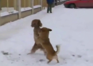 Outdoor zoophile porn with a sexy dog taking it