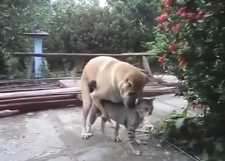 Interspecies zoo porn with dogs and cats fucking