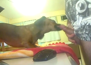 Oral zoo porn with a short dog licking that dick