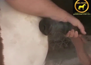 Horse cock handjob in zoo XXX movie with stroking