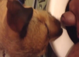 First-ever blowjob from a sexy dog that licks